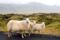 Sheep at Budir
