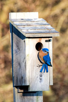Bluebird at his box