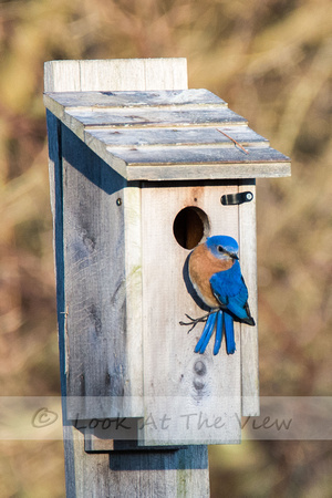 Bluebird at his box