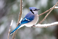 Blue Jay winter