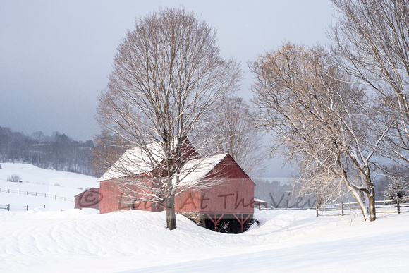 Red Barn and Tree  7368