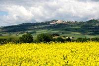 Wild Mustard and Montepulciano