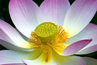 Lotus Detail