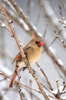 Female Cardinal with Snow