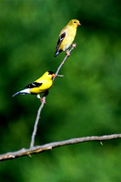 Goldfinch Pair
