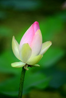 Lotus Blossom 2