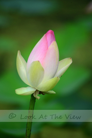 Lotus Blossom 2
